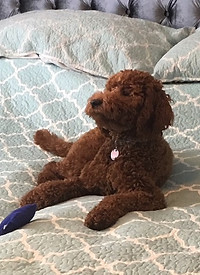 Goldendoodle Coat Type