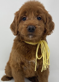 F1 Goldendoodle with a yellow a yellow tie