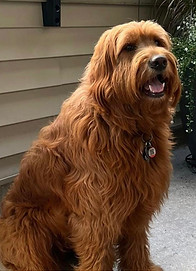 Stanley Chubby F1 Goldendoodle