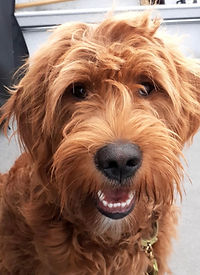 Beau adult F1 Goldendoodle