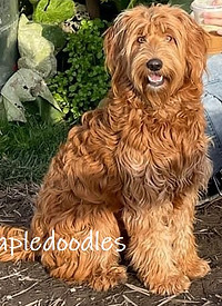 Goldendoodle Coat Type