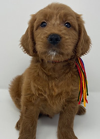 F1 Goldendoodle Puppy
