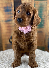 F1 Goldendoodle with a pink bow