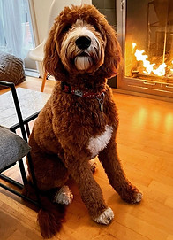 fergus F1 Goldendoodle
