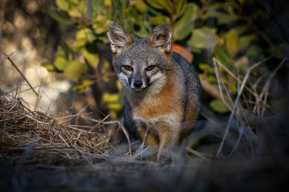 These tiny Gray foxes are 20 percent smaller than their mainland counterparts. Evolving over time on the islands each of the islands that is inhabited by these foxes has its own genetic subspecies.