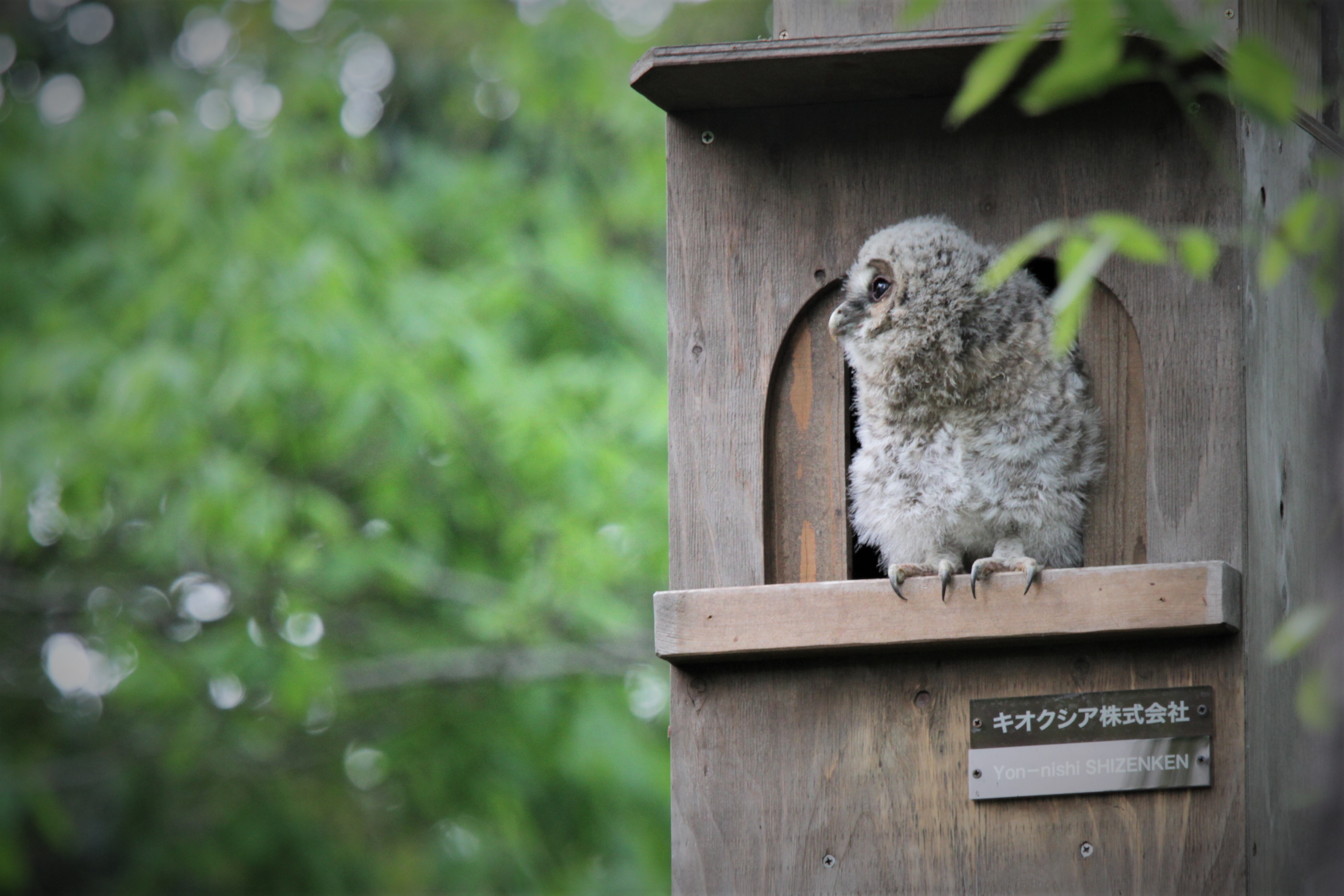 Writer: The Ural Owl Project