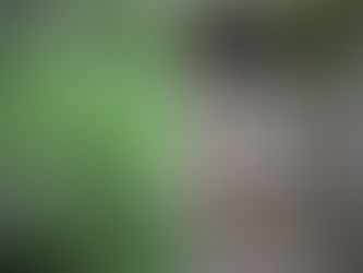 — Ural Owl Project —