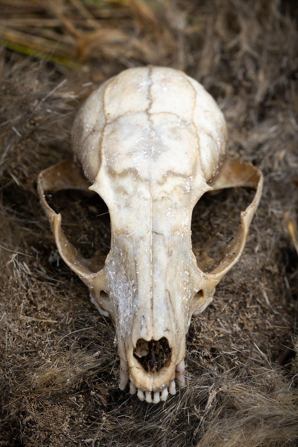 The Island Foxes were federally listed as endangered in 2004 because of a litany of factors. Those factors include predation by invasive Golden Eagles after the Bald Eagle populations declined from DDT. Disease such as canine distemper on Santa Catalina Island or habitat loss due to ranching's introduction of destructive species to some of the islands.  