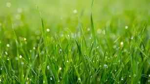 "The Little Things" by Suzanne George