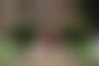 Two bridesmaids in Burgundy bridesmaid dresses walk down the gravel aisle in an outdoor ceremony at Chicheley Hall.