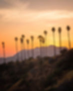 sunset with palm  trees 