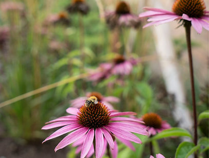 final-13 (1)_edited_edited_edited.png