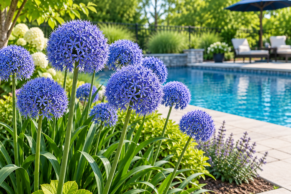 Blue allium flowers in full bloom against a lush green background, showcasing vibrant round clusters and a serene, natural setting.