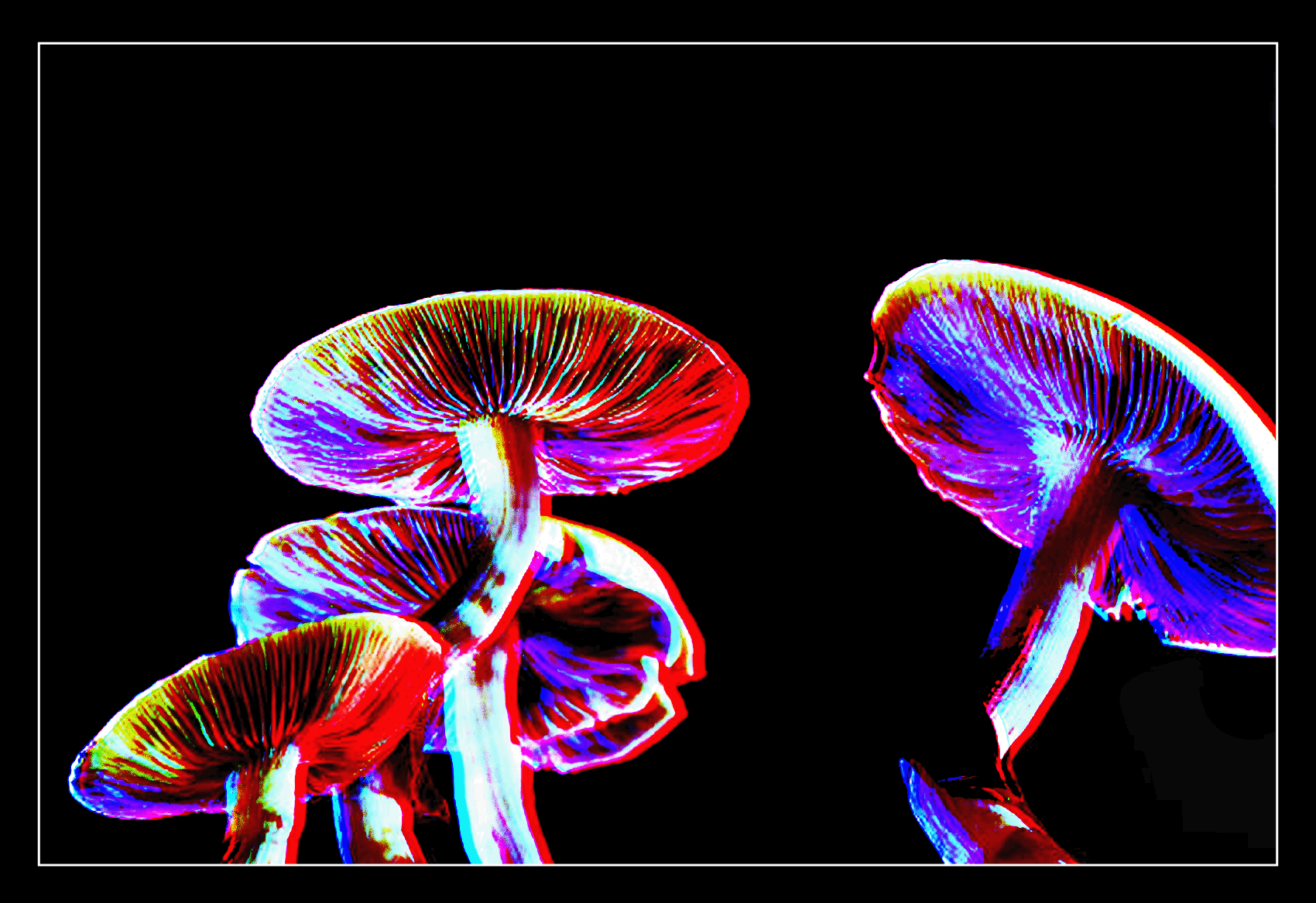 mushrooms 3d-animation.gif