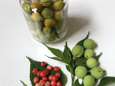 梅酒作りに挑戦しました