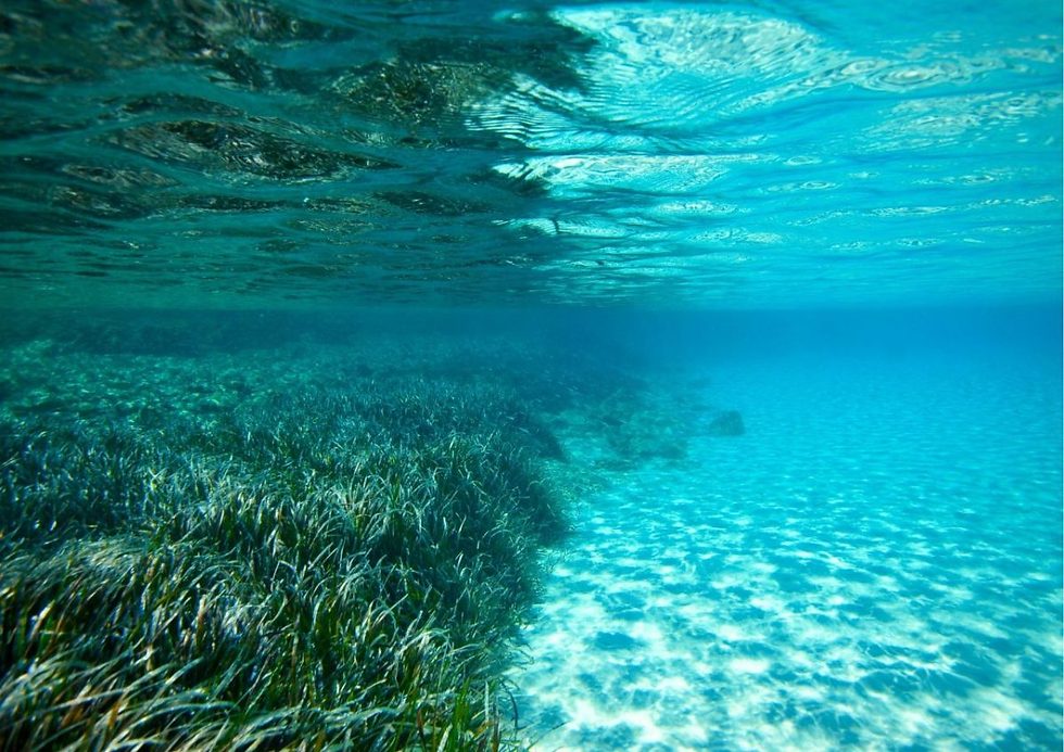 La poseidonia marina