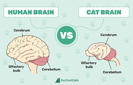 Excited-Cats_Cat-Brain-vs-Human-Brain_Infographic-scaled-1.jpg