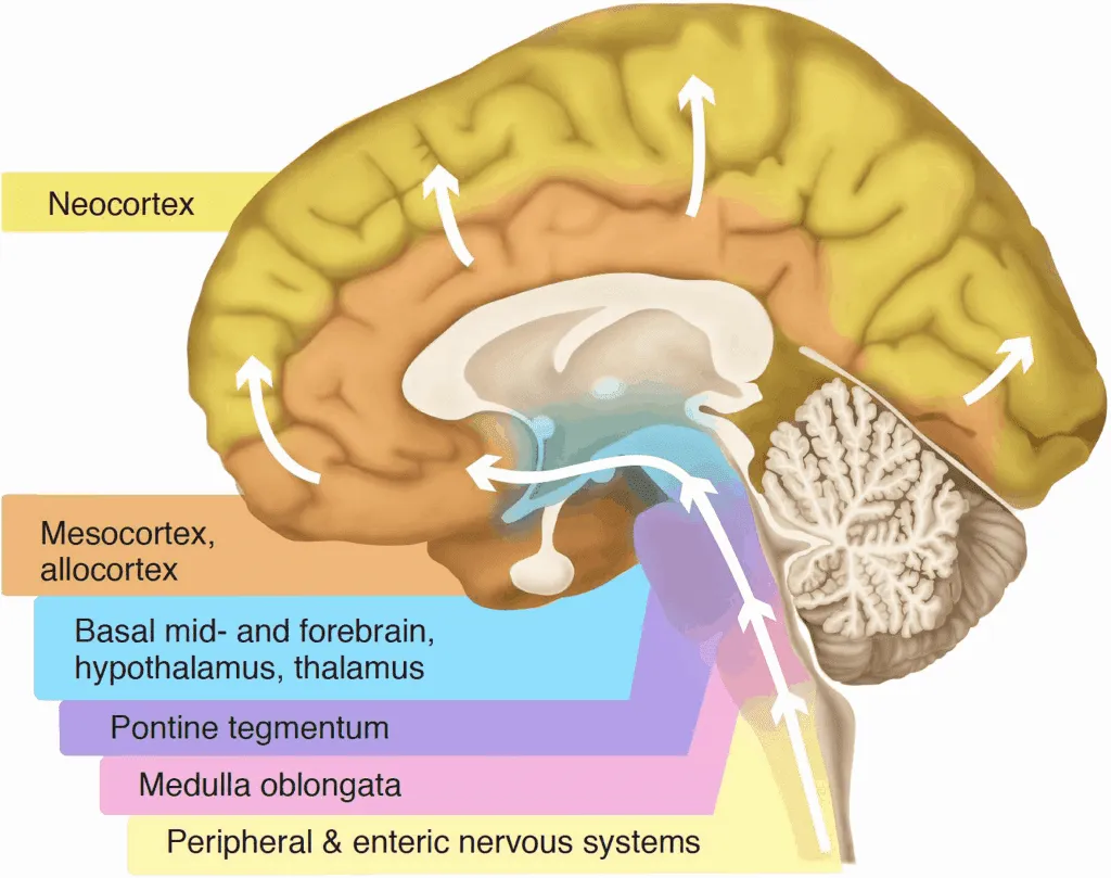 Anatomy | MindMammals