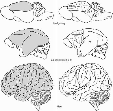 Lateral-views-of-the-brains-of-some-mammals-to-show-the-evolutionary-development-of-the.pn