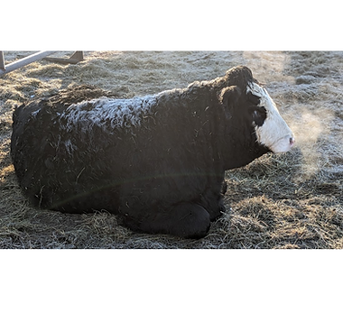 Untitled design (34).png