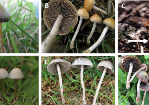 A Guide to Psychedelic Mushroom Genera and Their Species