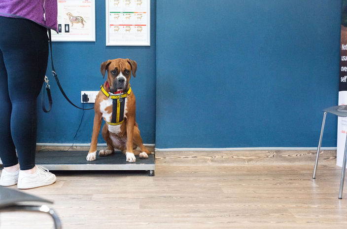 Boxer dog on scale at Glenn Vet Clinic