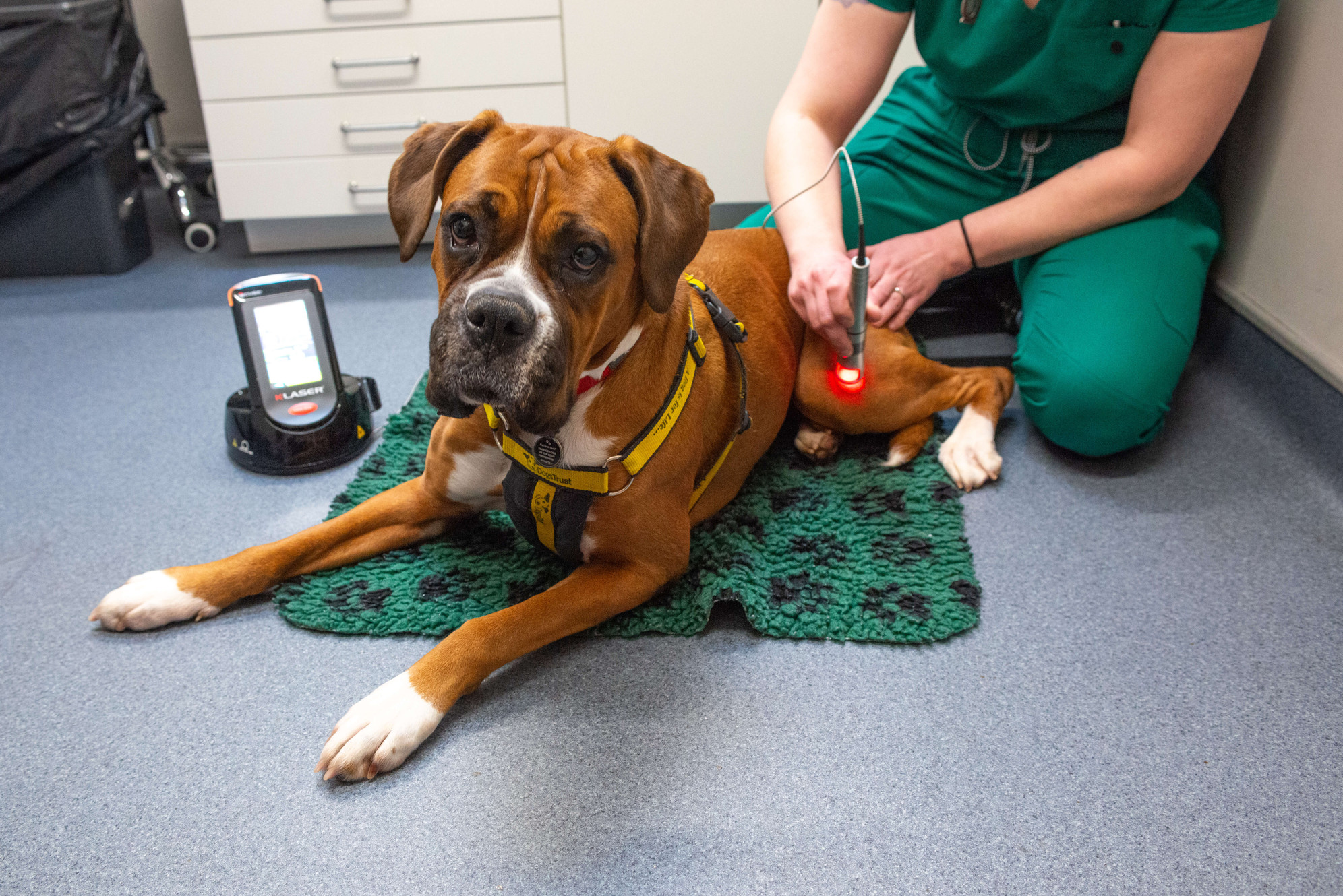 Glenn Veterinary Clinic