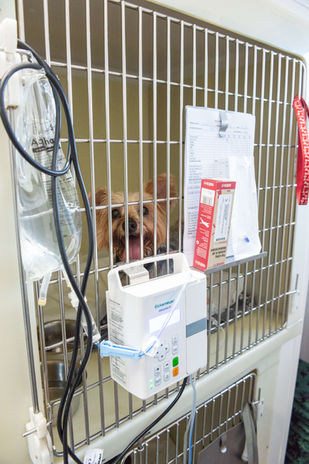 Recovery room at glenn vets