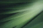 Dark green leaf texture, Natural green leaves using as nature background wallpaper or trop