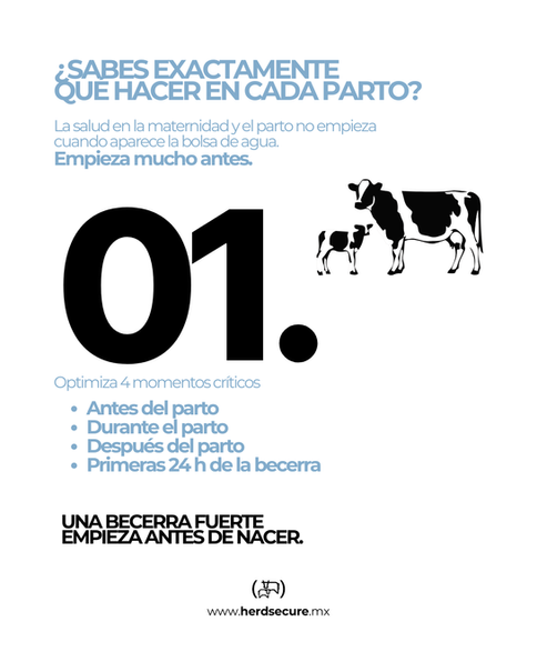 Manual de maternidad y parto en ganado lechero con enfoque en preparación antes del parto y primeras 24 horas de la becerra.