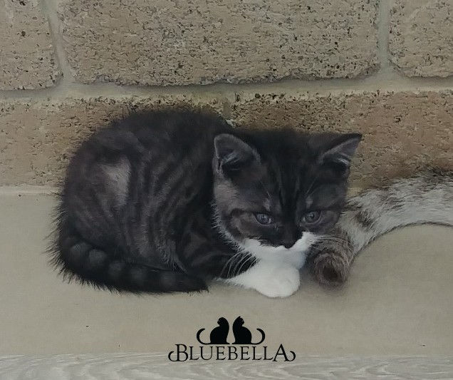 20220117_b Black Tabby girl
