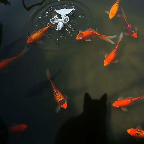 lot of different black moor goldfish swimming mindlessly in a pond. realistic.jpg