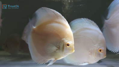 Albino platinum discus fish