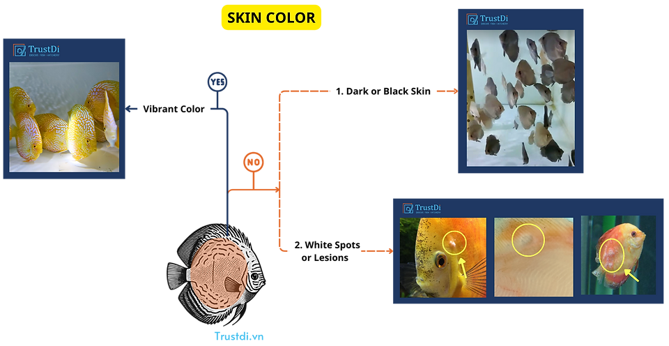 How to Select Discus Fish Based on Skin Color: What to Choose and What to Avoid.