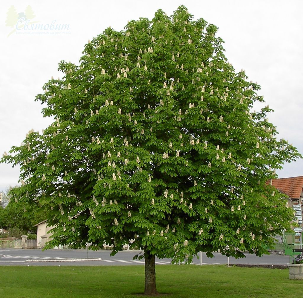 Aesculus hippocastanum - Horse Chestnut