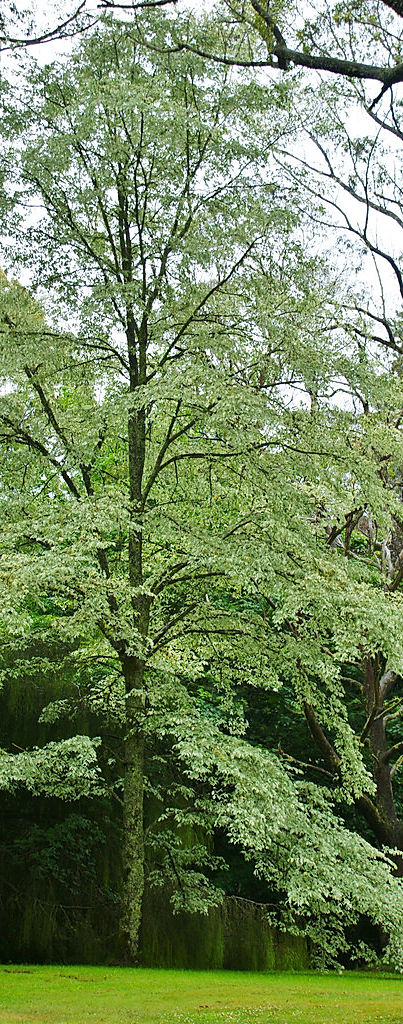 Box Leaf Privet - Ligustrum undulatum | gsnursery