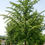 Thumbnail: Gingko biloba