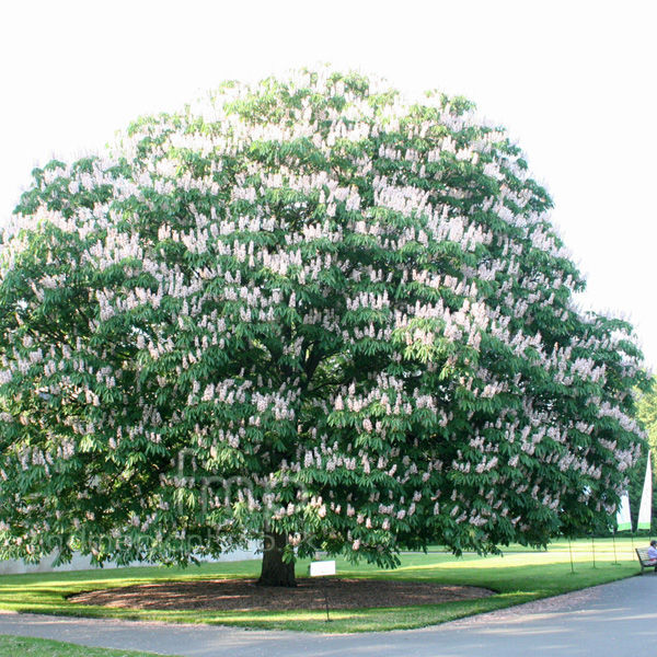 Aesculus indica - Indian Horse Chestnut