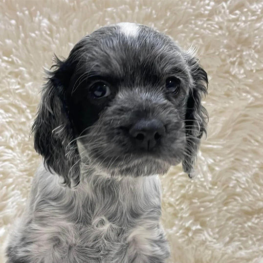 puppy_sofis_538px.jpg