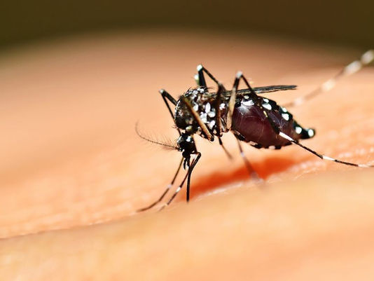 Governo vai investir R$ 2 bilhões para combater Aedes aegypti, diz Edinho Silva