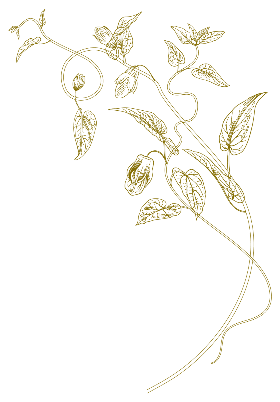 Blue Floral Illustration