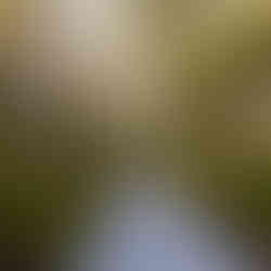 Pemberton Wildflower season WA