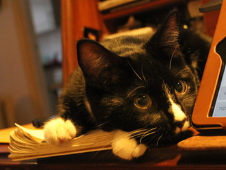 Humphrey the Tuxedo Cat