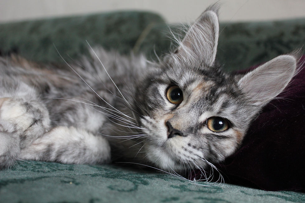 Maine Coon Kitten