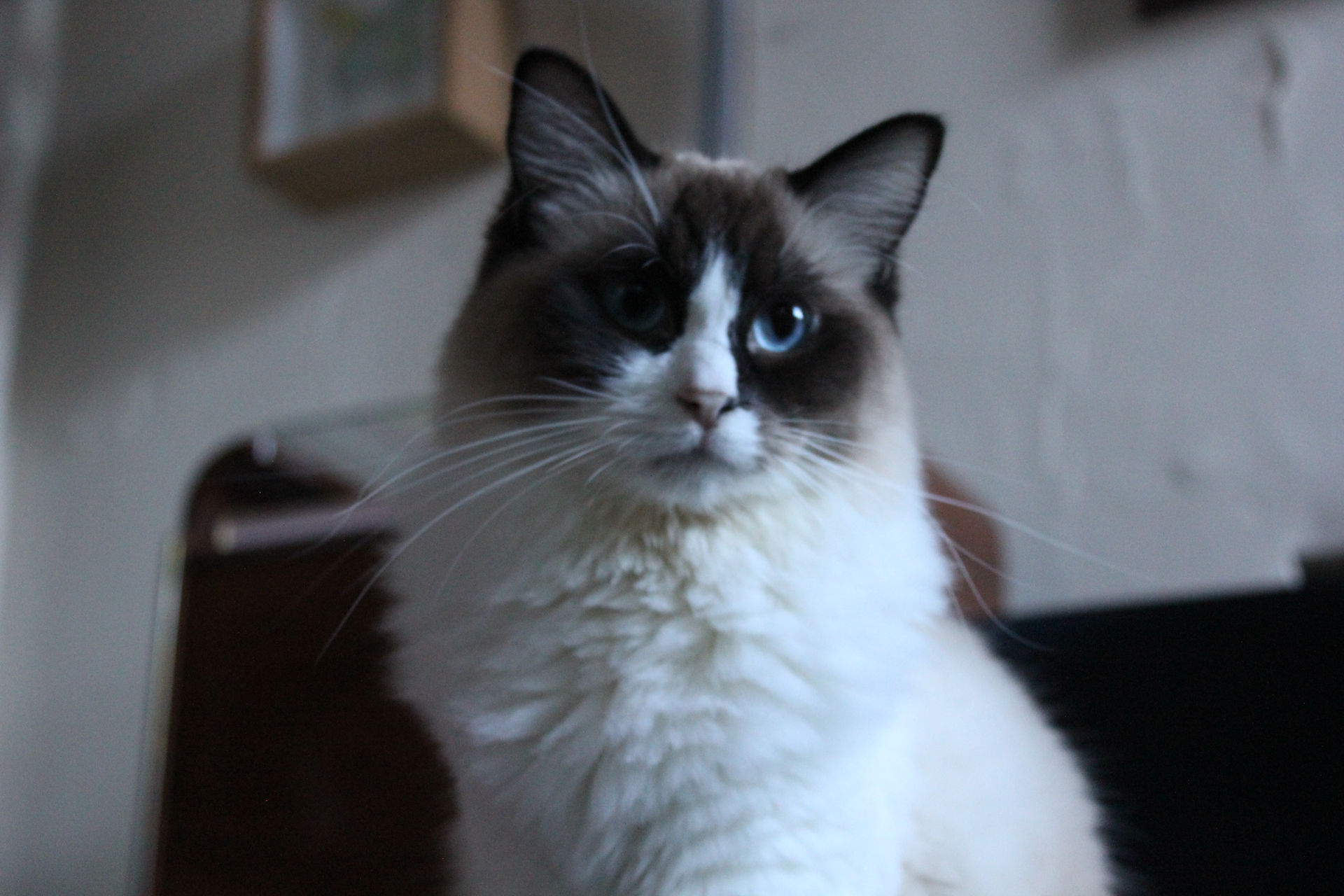 Coco