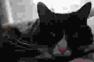 Tuxedo Cat