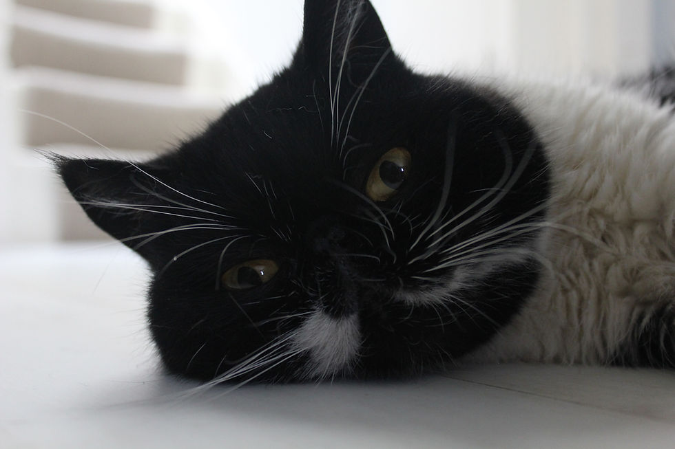 Bibi Notting Hill Cat Company