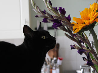 The Quiet Cat