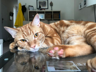 Garfield