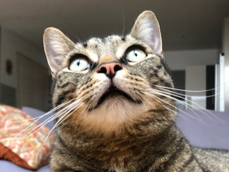 Simba